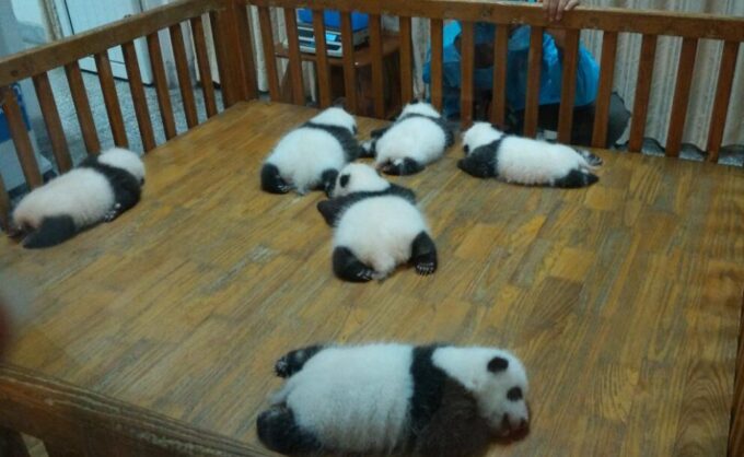 Half Day Amazing Chengdu Panda Base Trip - Hotel Pickup and Dropoff