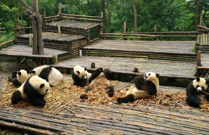 Half Day Amazing Chengdu Panda Base Trip - Panda Observation Opportunities