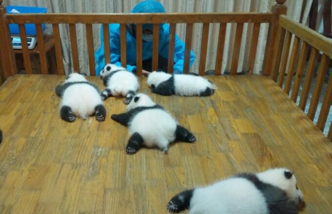 Half Day Amazing Chengdu Panda Base Trip - Professional English-Speaking Guide
