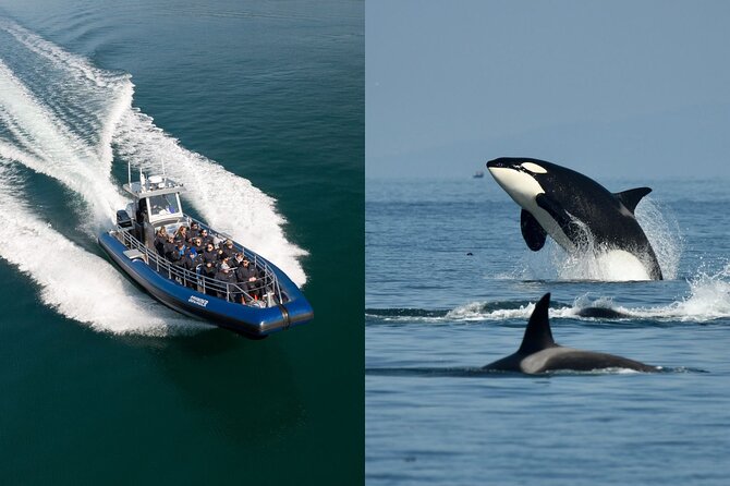 Half-Day Anacortes Whale and Wildlife Watching Guided Adventure - Wildlife Experience