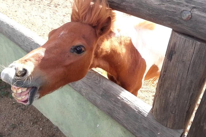 Half-Day Aruba Animal Sanctuary Guided Tour - Inclusions and Exclusions