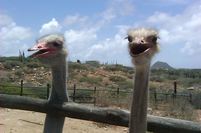 Half-Day Aruba Animal Sanctuary Guided Tour - Reviews and Experiences
