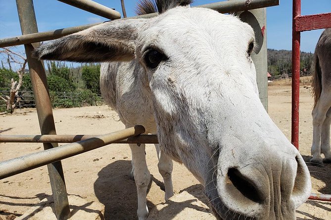 Half-Day Aruba Animal Sanctuary Guided Tour - Animal Attractions