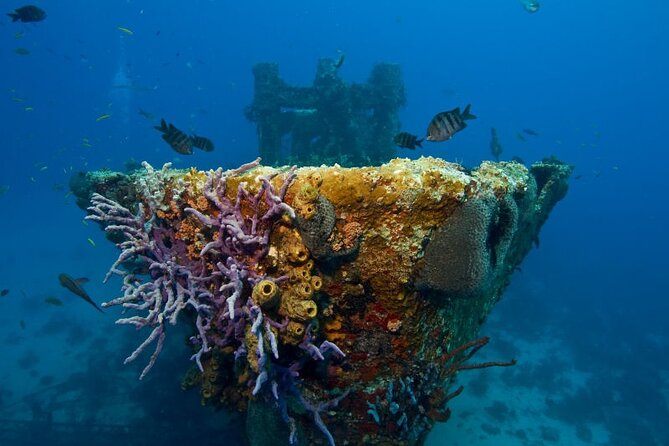 Half-Day Aruba Intro Diving Course for Beginners - Participants Reviews