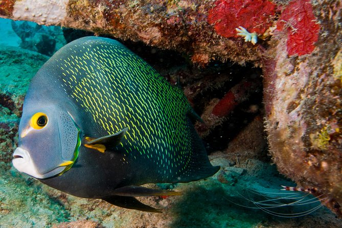 Half-Day Aruba Intro Diving Course for Beginners - Exploring Shallow Reefs