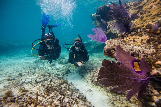 Half-Day Aruba Intro Diving Course for Beginners - Discovering Marine Species