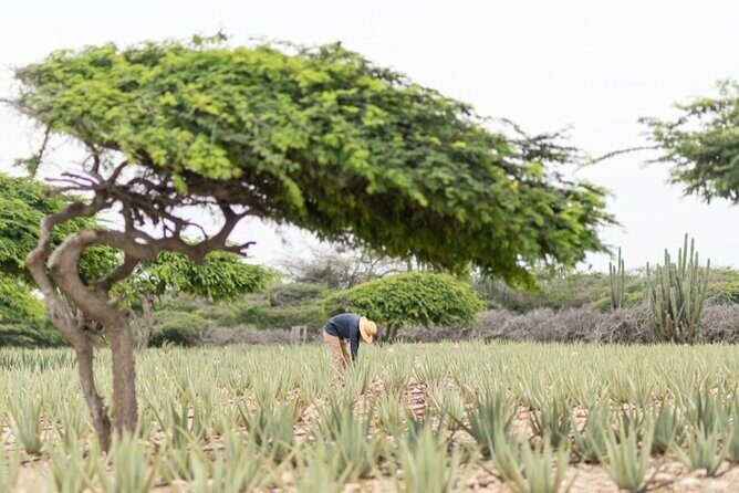 Half-Day Aruba Sightseeing Tour & Beach in an Air-condition Bus - Who Should Book This Tour?