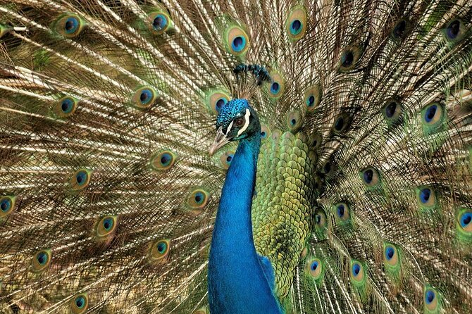 Half-Day Barbados Caves and Critters Tour With Pick up - Transportation and Pickup