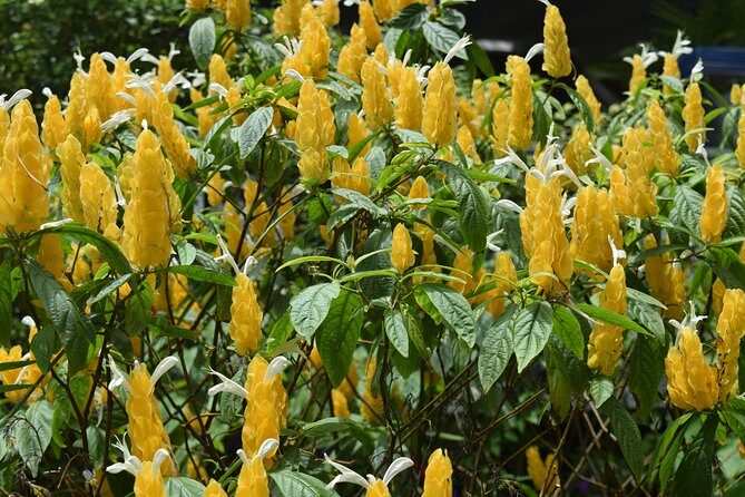 Half-Day Barbados Tour Harrisons Cave Hunte's Garden and Bathsheba - Authentic Experiences From Reviews