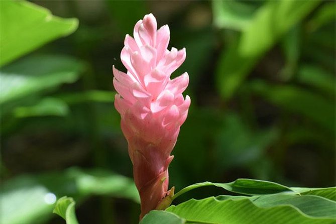 Half-Day Barbados Tour Harrisons Cave Huntes Garden and Bathsheba - Customer Experience Feedback