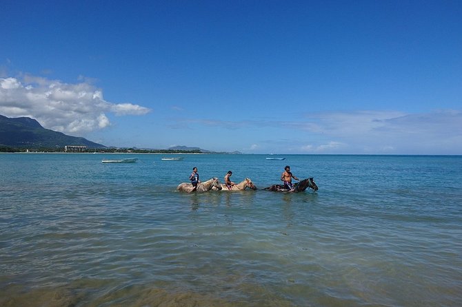 Half-Day Beach Horse Back Riding in Puerto Plata - Well-Trained Horses