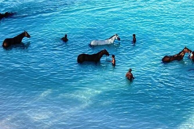 Half-Day Beach Horse Back Riding in Puerto Plata - Positive Traveler Feedback