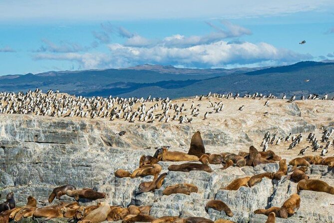 Half Day Beagle Channel Tour to Isla De Lobos and Penguin Colony - Beagle Channel Navigation