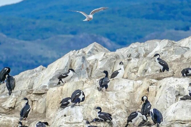 Half Day Beagle Channel Tour to Isla De Lobos and Penguin Colony - Penguin Sightings