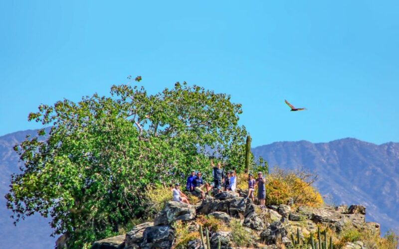 Half-Day Bicycle Tour by Baja California Desert - Pricing and Availability