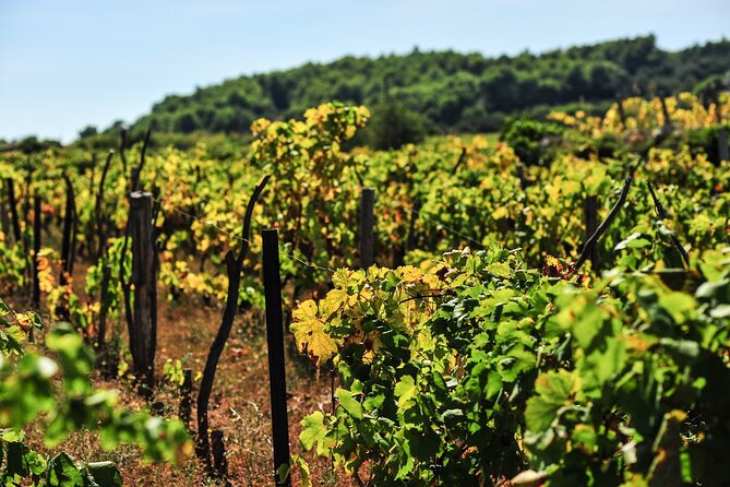 Half-Day Bike Tour in Lumbarda With Wine Tasting - Memorable Croatian Experience
