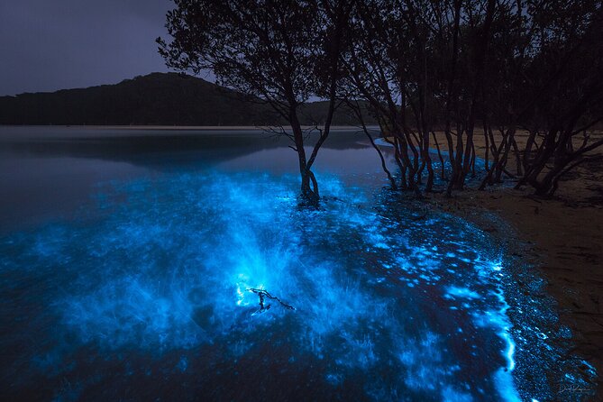 Half Day Bioluminescent Boat and Starfish Beach Tour in Grand Cayman - Exploring the Destinations