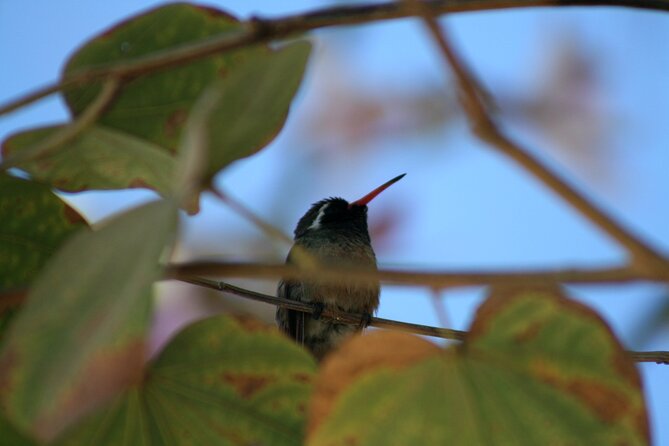 Half-Day Bird Watching Endemics Activity in Los Cabos - Inclusions and Amenities