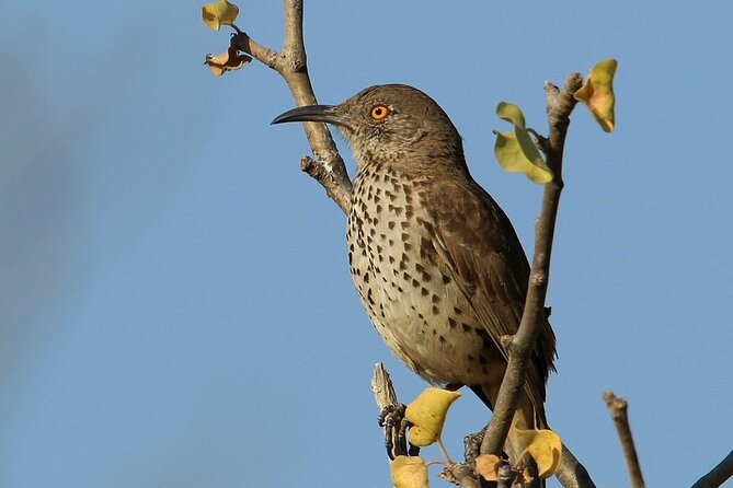 Half-Day Bird Watching Endemics Activity in Los Cabos - Meeting and Pickup Logistics