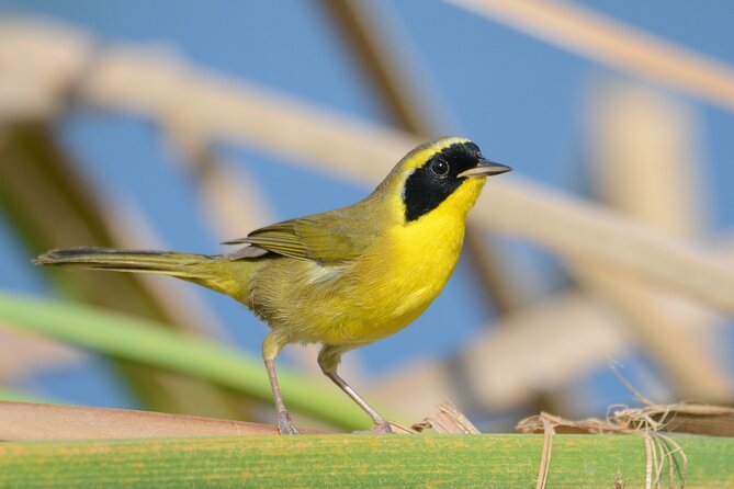 Half-Day Bird Watching Endemics Activity in Los Cabos - Participant Feedback Highlights