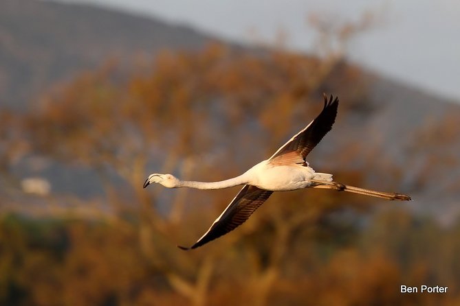Half-Day Birdwatching Around Faro - Meeting Point and Pickup Details