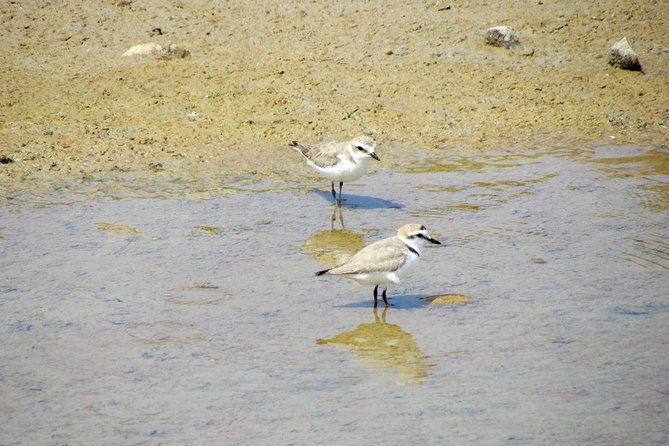 Half-Day Birdwatching Around Faro - Booking and Cancellation Policy