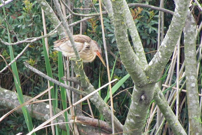 Half-Day Birdwatching Around Faro - Exploring the Faro Birdwatching Hotspots