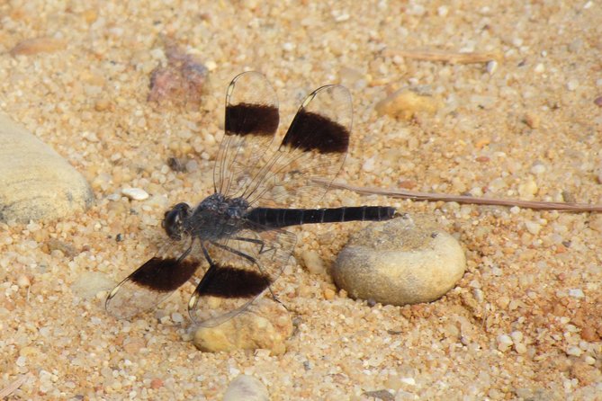 Half-Day Birdwatching Around Faro - Utilizing the Provided Telescope