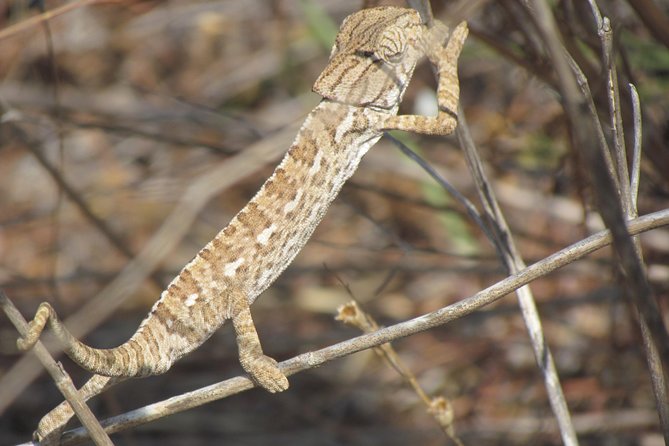 Half-Day Birdwatching Around Faro - Participant Reviews and Ratings