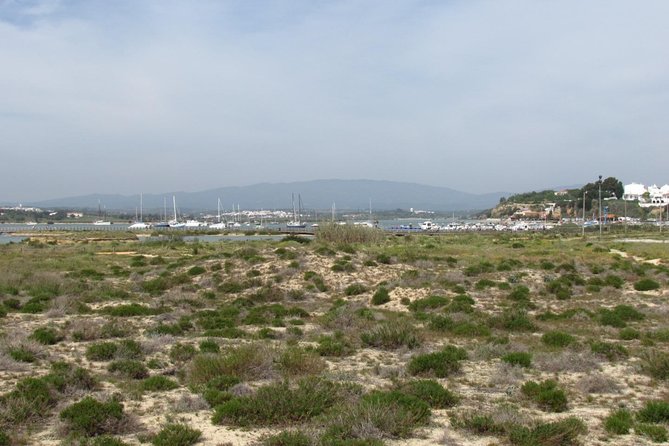 Half-Day Birdwatching at Alvor Dunes - Location and Transportation