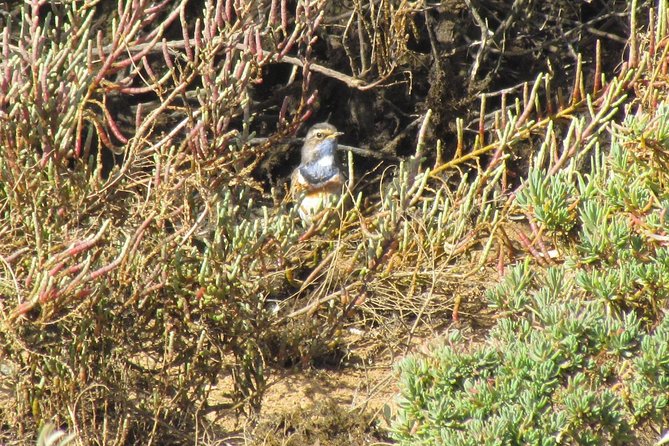 Half-Day Birdwatching at Alvor Dunes - Meeting and Pickup Details