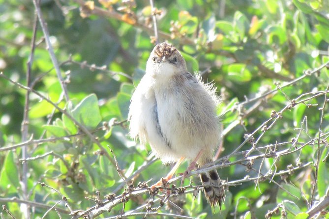 Half-Day Birdwatching at Alvor Dunes - Booking and Cancellation Policy