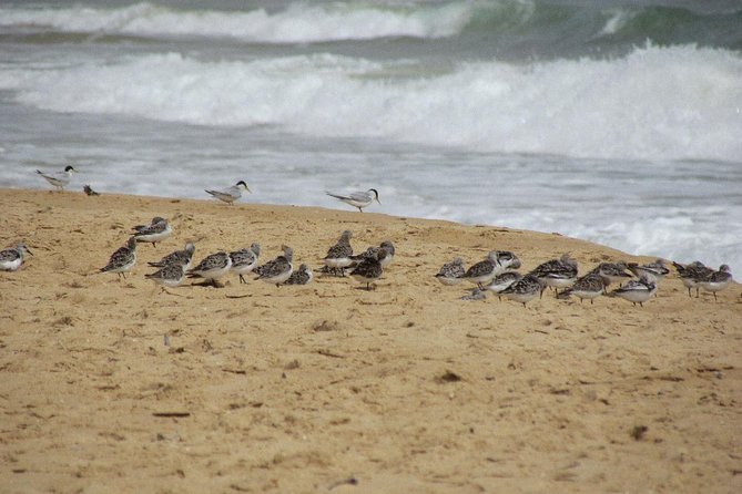 Half-Day Birdwatching at Alvor Dunes - What to Expect