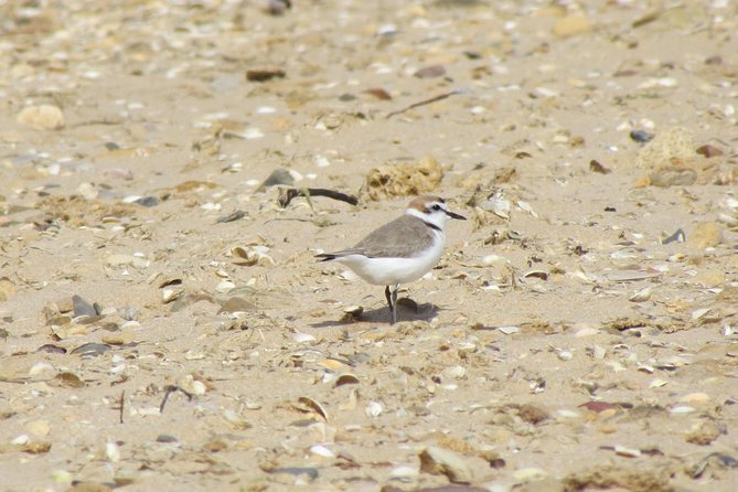 Half-Day Birdwatching at Alvor Dunes - Additional Information