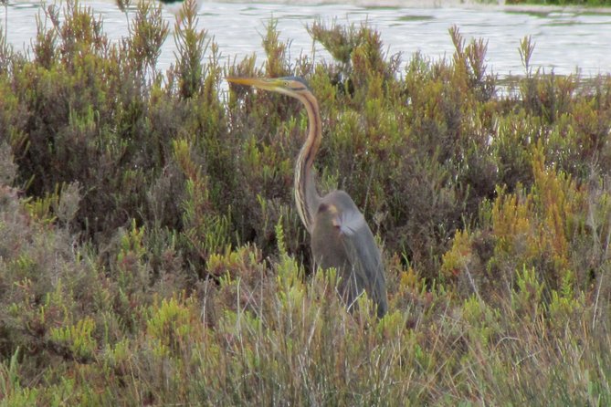 Half-Day Birdwatching at the Abicada Marshed - Overview of the Activity