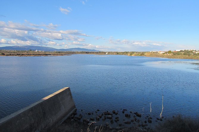 Half-Day Birdwatching at the Abicada Marshed - Highlights of the Experience