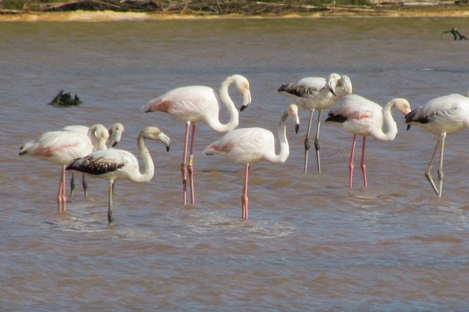 Half-Day Birdwatching at the Abicada Marshed - Pricing and Value for Money