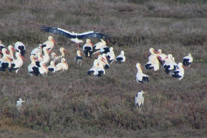 Half-Day Birdwatching at the Abicada Marshed - Getting to the Meeting Point