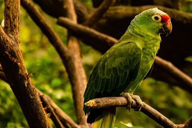 Half Day Birdwatching in Cerro Blanco From Guayaquil - Overview of the Activity