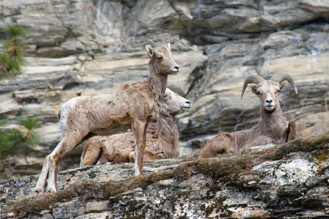 Half Day Birdwatching in the South Okanagan - Expert Guided Exploration