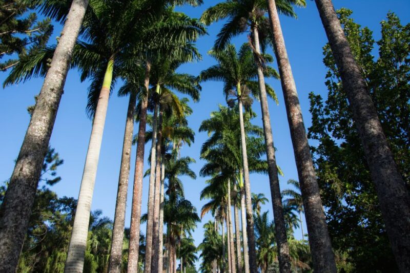 Half-Day Botanical Garden and Parque Lage Photo Tour - Highlights of the Tour