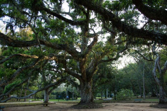 Half-Day Botanical Garden and Parque Lage Photo Tour - Capturing Unforgettable Moments