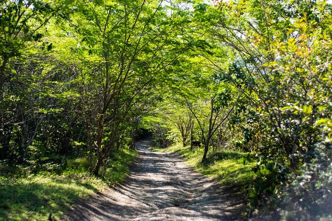 Half-Day Buggy Guided Adventure for Amber Cove and Taino Bay - Meeting and Pickup Logistics