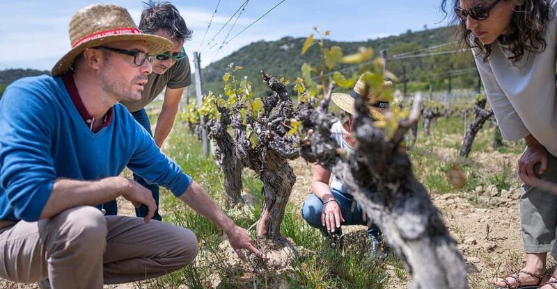 Half Day Camargue Wine Tour: Fortified City and Rosé Wines - Key Points