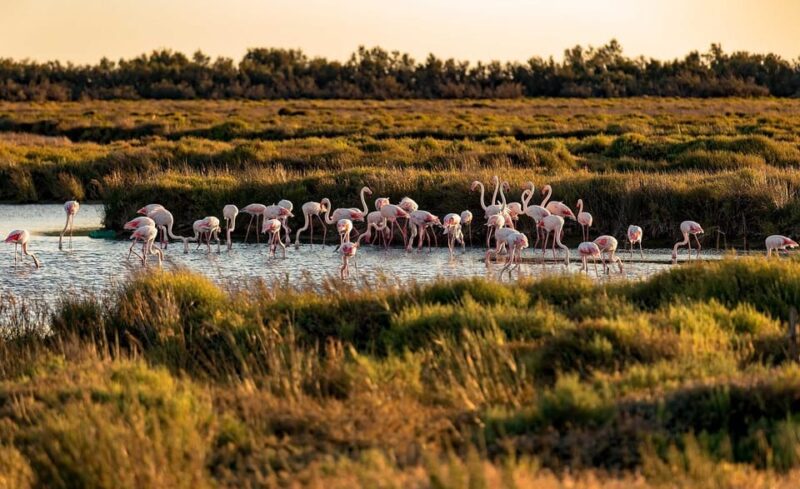 Half Day Camargue Wine Tour: Fortified City and Rosé Wines - Pickup Location and Transportation
