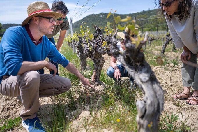 Half Day Camargue Wine Tour: Fortified City and Rosé Wines - Highlights