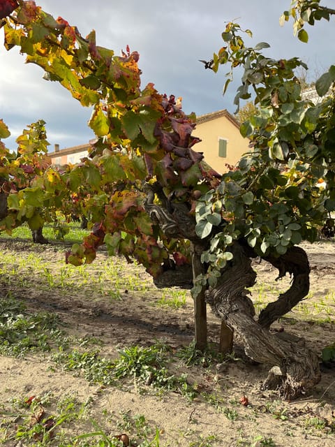 Half Day Camargue Wine Tour: Fortified City and Rosé Wines - Important Information