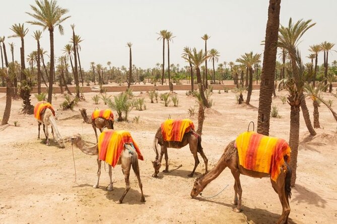 Half Day Camel Ride Palm Grove - Key Points