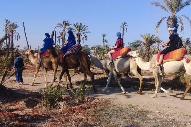 Half Day Camel Ride Palm Grove - Meeting and Pickup