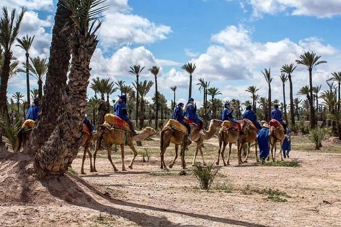 Half Day Camel Ride Palm Grove - Camel Ride Journey